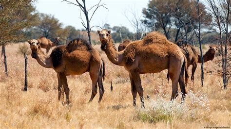australia to cull 10 000 camels with snipers dw 01 09 2020