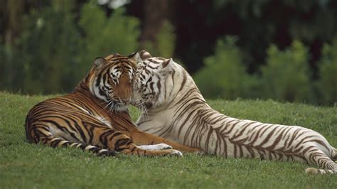 Cool Tiger Backgrounds - WallpaperSafari