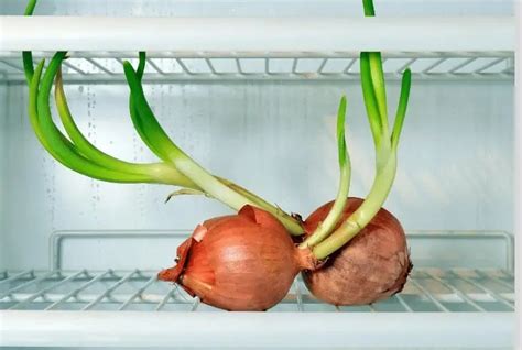 Wat gebeurt er als je een slechte ui eet Is het slecht