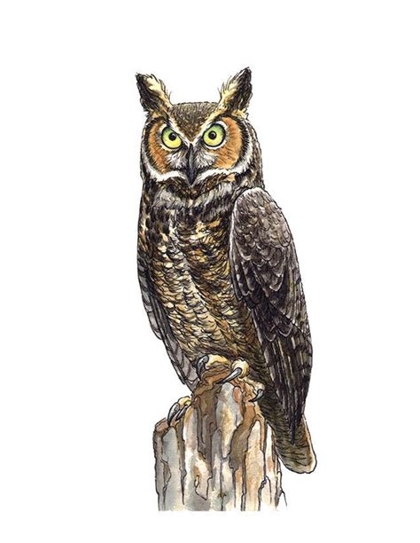 How To Draw A Great Horned Owl For Kids Great Horned Owl Ink Drawing