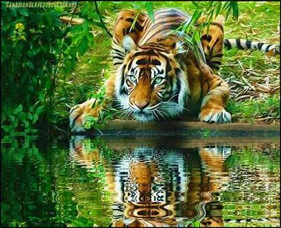 Tiger Wild Animals Amazing Animated Eyes Reflection
