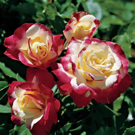 Rose Double Delight Hybrid Tea At Wayside Gardens