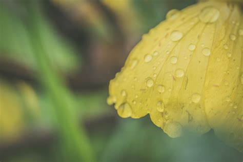 Free Images Water Yellow Moisture Leaf Dew Flower Close Up Macro Photography Petal
