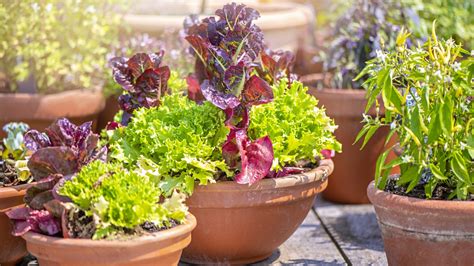 10 Of The Best Vegetables To Grow In Pots Easy Crops