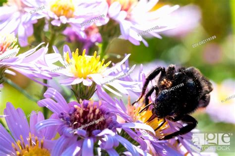 The Bumblebee Sitting On A Flower Aster Amellus And Feeding On Nectar