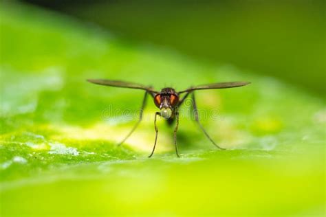 Flying Ant Flying Termite Close Up Macro Shot Flying Ant Having