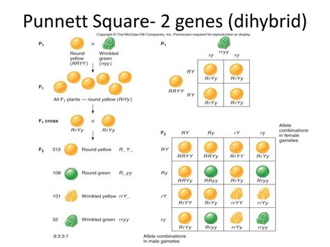Ppt Punnett Square 1 Gene Powerpoint Presentation Free Download