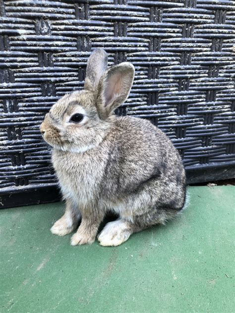 Pygmy Rabbit Rabbits For Sale Anaheim Hills Ca 305925