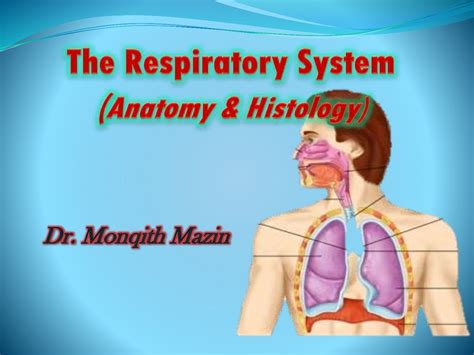 Respiratory System Online Presentation
