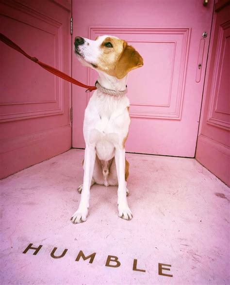Humble London On Instagram “strike A Paws 🐾 We Love This Handsome Chap