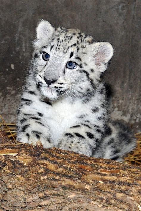 Snow White And Sweeter Than A Fairy Tale Leopard Cubs Born At