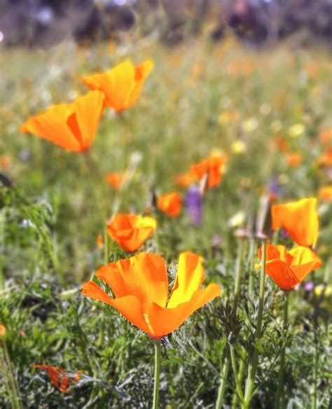 Selective Photo Of California Poppy Flower · Free Stock Photo