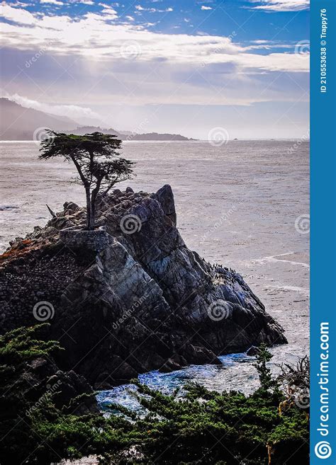 The Famous Lone Cypress Tree At Pebble Beach Editorial Stock Photo