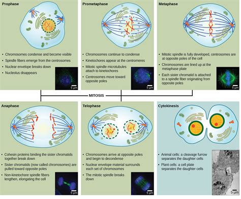 Draw The Diagram Showing Different Stages Of Mitosis Cell Division