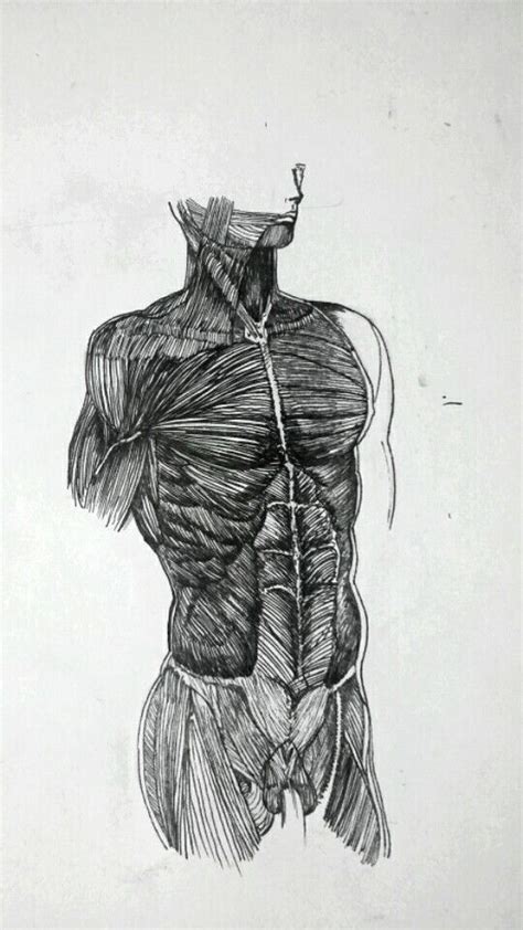 Pin De Art And Creet En Anatomia Humana Y Bocetos Anatomía Humana