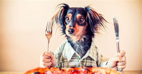 Can Dogs Eat Pizza Well Emergency Vet 247