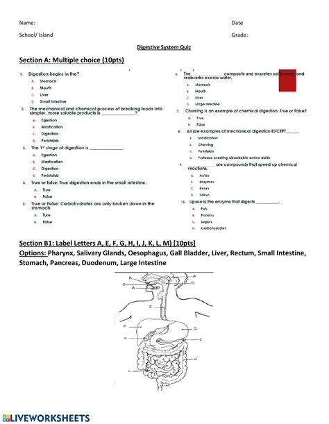 Digestive System Quiz Interactive Worksheet