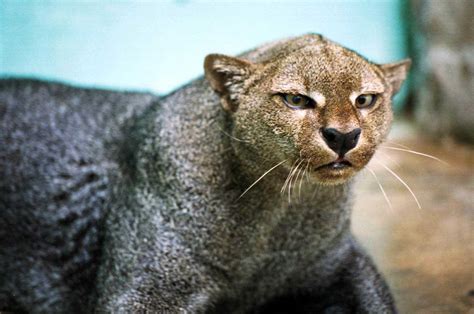 Jaguarundi Facts History Useful Information And Amazing Pictures