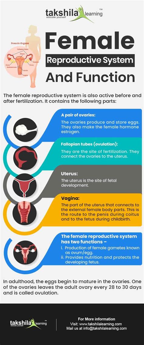 Female Reproductive System Infographic Lifemap Discovery Riset