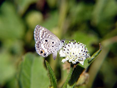 6 Miami Blue Butterfly Facts In Biological Science Picture Directory