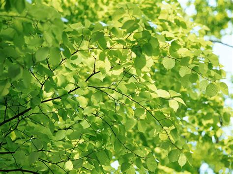 Hojas Verdes Green Leaves Fotos E Imágenes En Fotoblog X