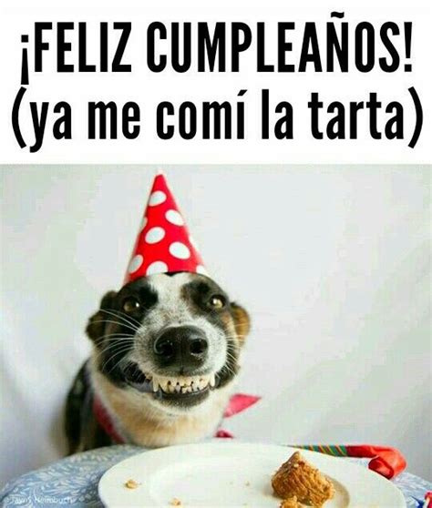 Feliz Cumpleaños Ya Me Comí La Tarta Birthday Meme Dog Dog