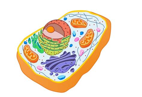 Eukaryotic Cells Bioninja