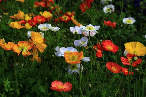 How To Grow Care For Your Poppies Lovethegarden