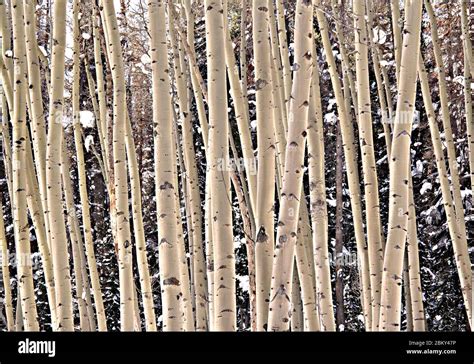 Aspen Trees Winter Vail Colorado Usa Stock Photo Alamy