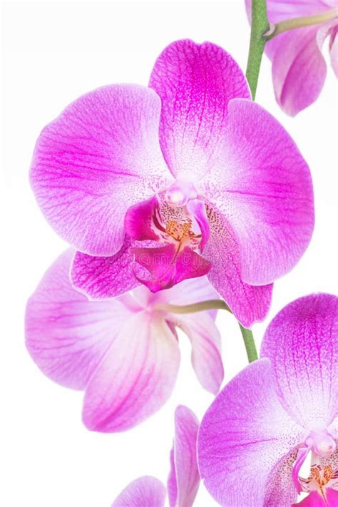Purple Moth Orchids Close Up Stock Image Image Of Branch Flowers