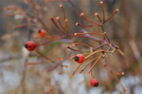 Mothering with Mindfulness : Finding Solace in Nature