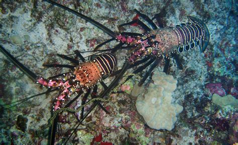 Spiny Lobster Courtship 101
