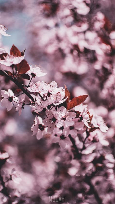 Flower Spring Blossom Branch Lilac Sony Xperia Xa2 Background Hd