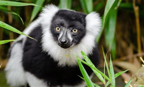 Black And White Ruffed Lemur The Animal Facts Appearance Behavior