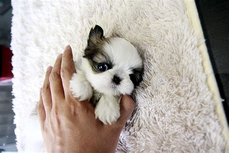 Here at teacups, puppies and boutique, we've been carrying imperial shih tzus and tiny type shih tzu puppies for sale in south florida since 1999! Shih Tzu Size - Shih Tzu City