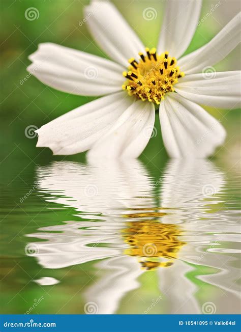 Closeup Of Daisy Reflected In The Water Stock Image Image Of