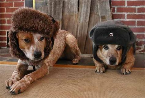 27 Best Dog Hats Ideas Images On Pinterest Kitty Cats Russian Hat And Cute Kittens