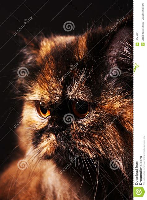 Sunshine and bimetallic in persians, exotics and british shorthairs, golden results from two copies of the recessive inhibitor. Persian Cat In Turtle Colors Stock Image - Image of nature ...