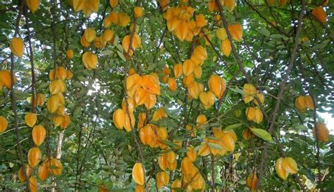 The star fruit is a rich source of vitamin c, b9, b6, b2, and dietary fiber. Star Fruit - Flavorful and Full of Nutrition! - Gardening ...