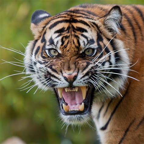 Angry Tiger Best Wallpapers Hd Collection