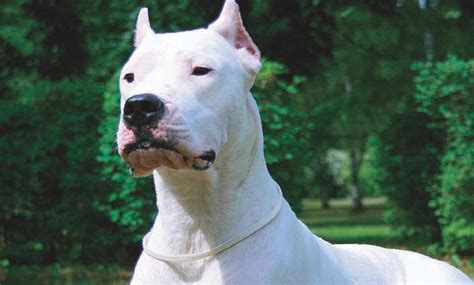 Dogo Argentino Puppy Characteristics Bulldog Lover