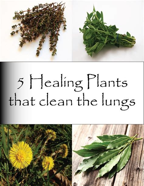 5 Medicinal Plants Medicinal Plant