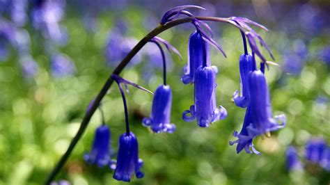 Are Bluebells Poisonous And More Bluebell Facts Woodland Trust