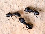 Images of Large Black Ants Vs Carpenter Ants