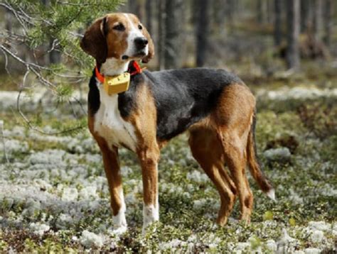 Finnish Hound Vs Combai Breed Comparison Mydogbreeds
