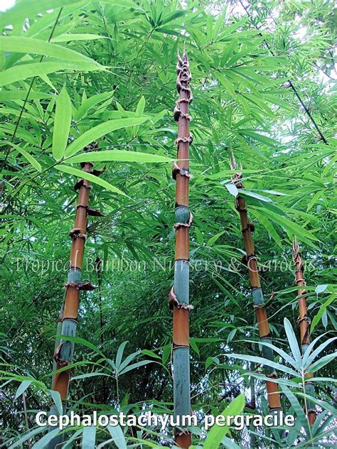 Tropical Bamboo Nursery And Gardens