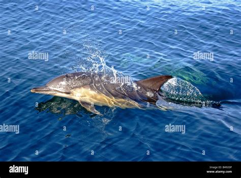 Common Dolphin Delphinus Delphis In European Waters Stock Photo Alamy