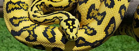 Carpet Python Facts And Information Seaworld Parks And Entertainment