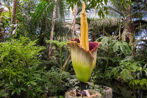 Where To See 10 Of The Worlds Strangest Plants