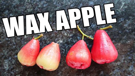 Wax Apples Trying 5 Rare Varieties Of This Fruit Weird Fruit